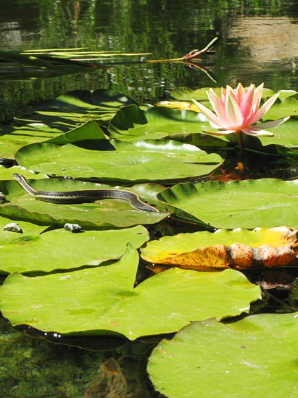 water lily and snake at University of California Botanical Garden at Berkeley