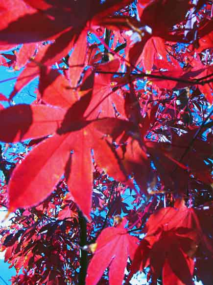 japanese maple tree leaf. japanese maple