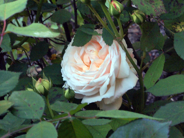 Gruss-an-Aachen rose