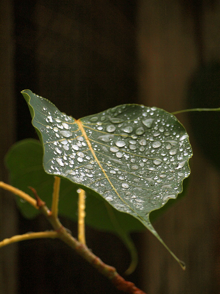 Raindrops on Ficus religiosa (Buddha Tree) leaf.