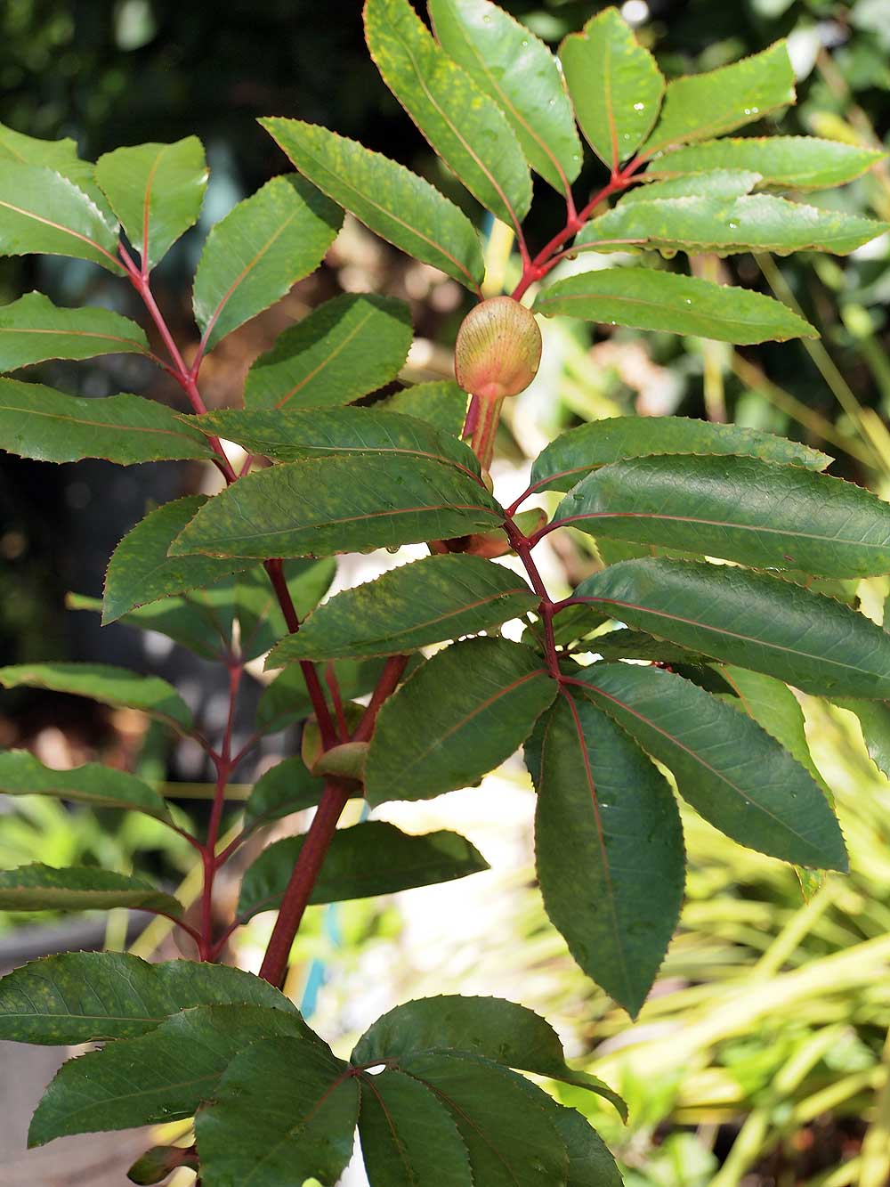 Cononia capensis, Butterknife Tree.