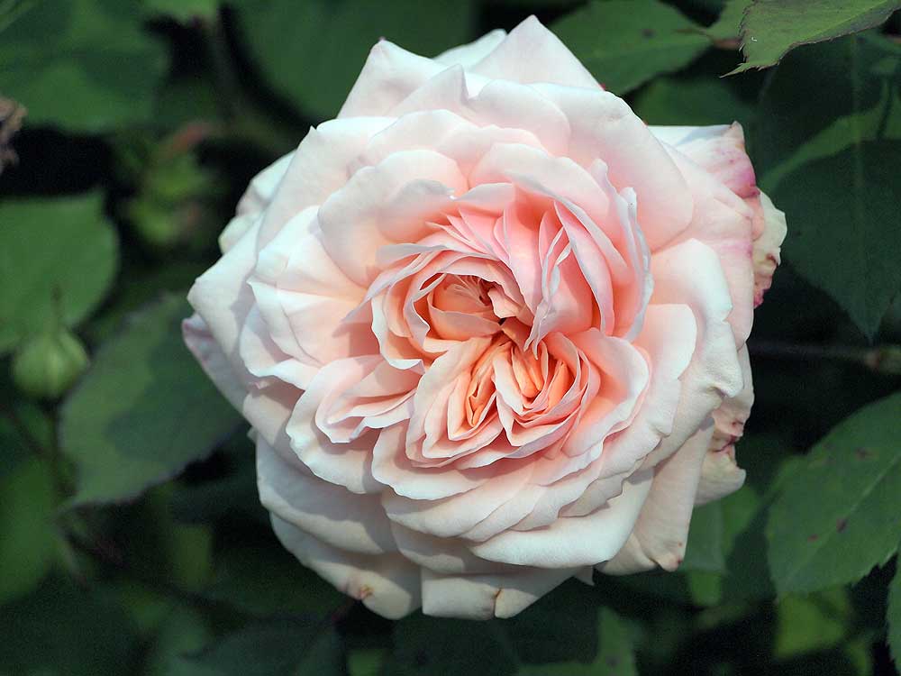 Grüss an Aachen Rose flower.