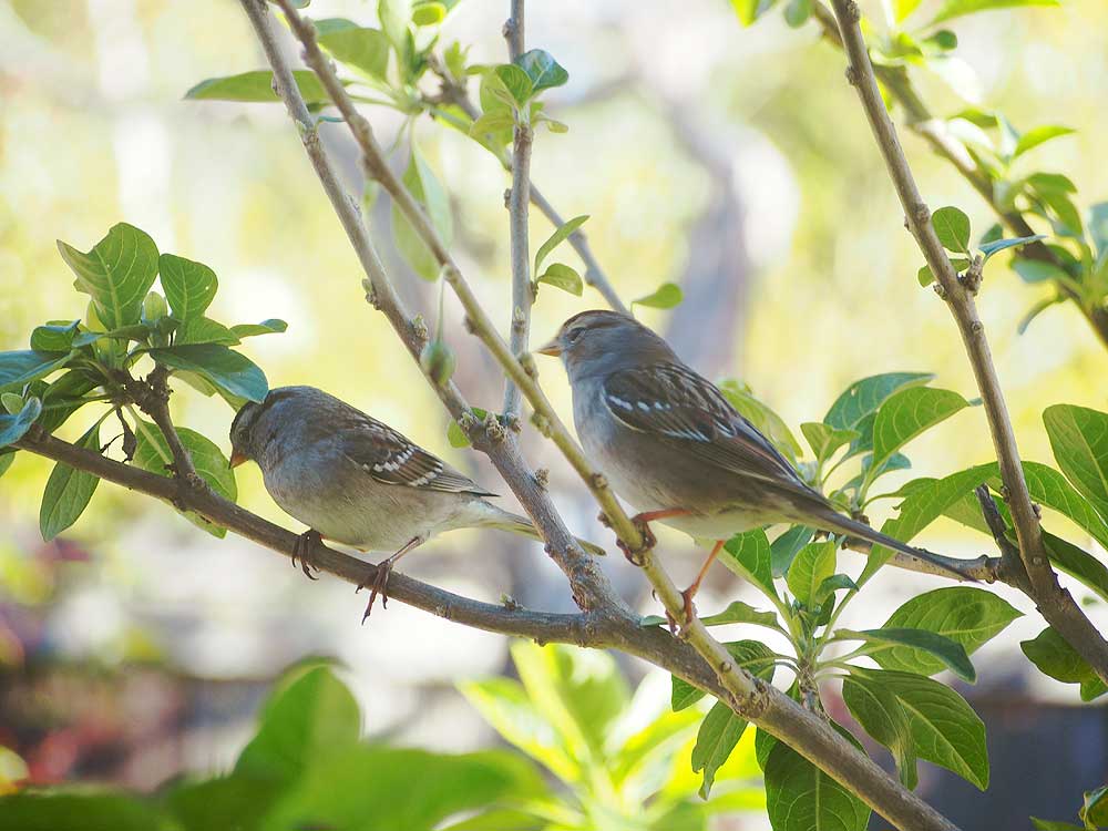 White-Crowned Sparrows.