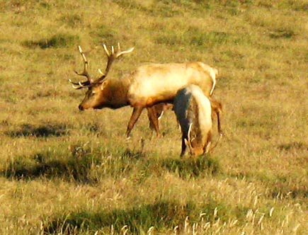 tule elk near point reyes lighthouse