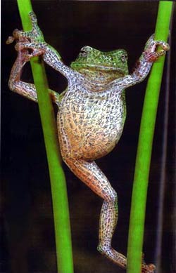 hot frog