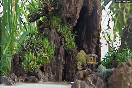 penjing, miniature chinese landscapes, at san francisco's conservatory of flowers