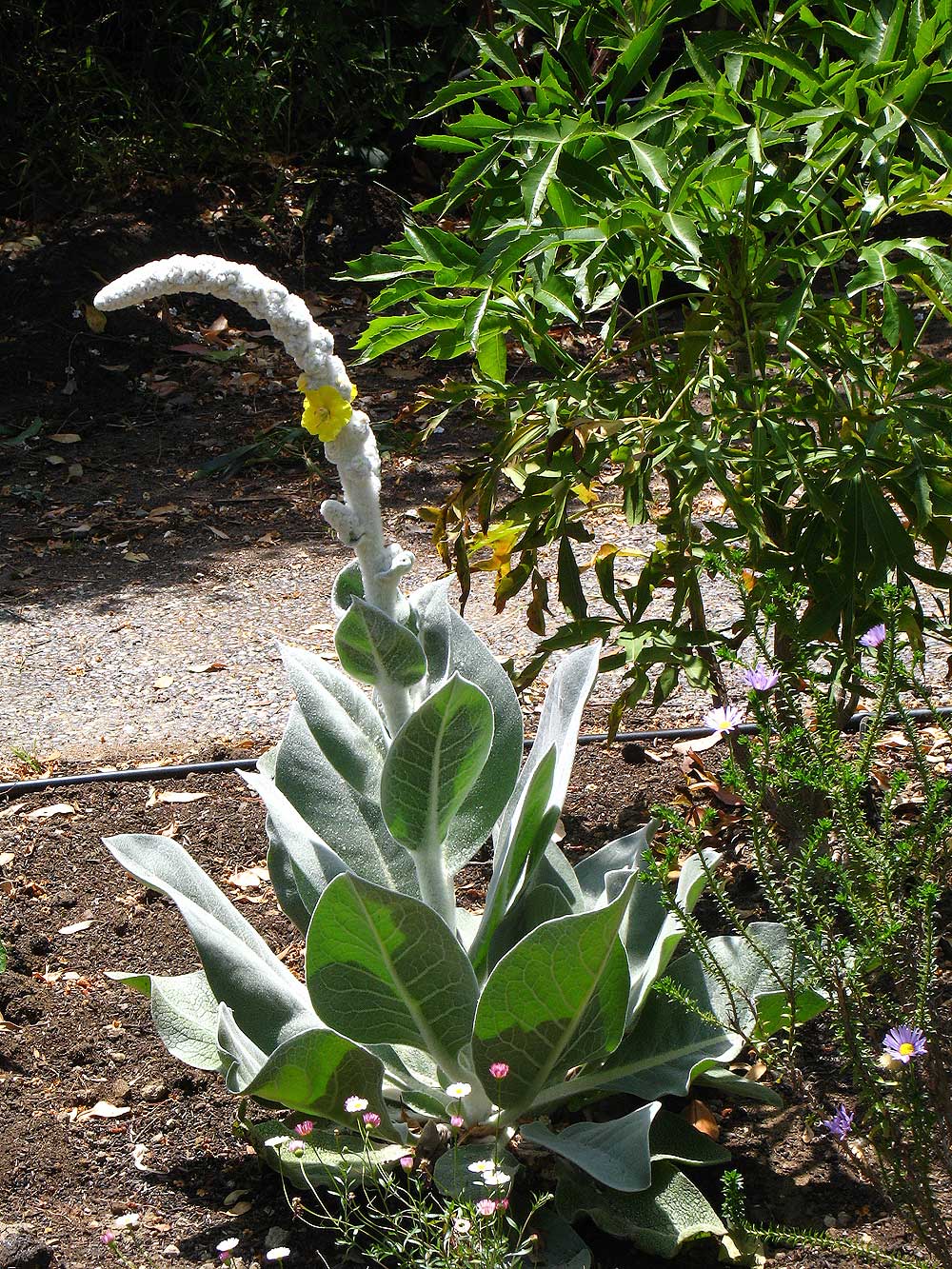 Verbascum bombyciferum ‘Arctic Summer’.