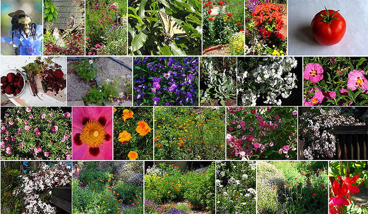 garden photos