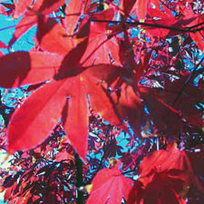 Japanese Maple leaves