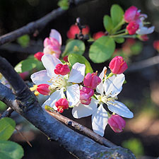 Crabapple blossoms