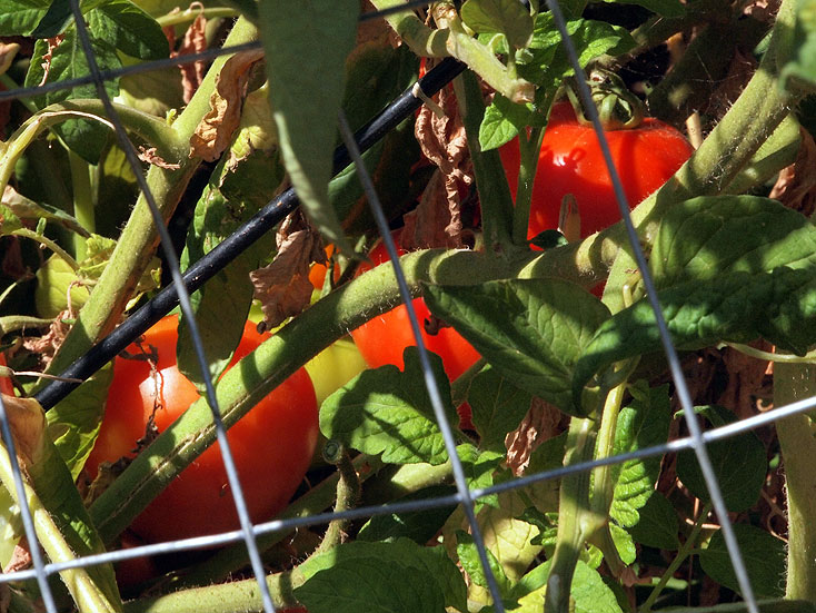 tomatoes in deer fence