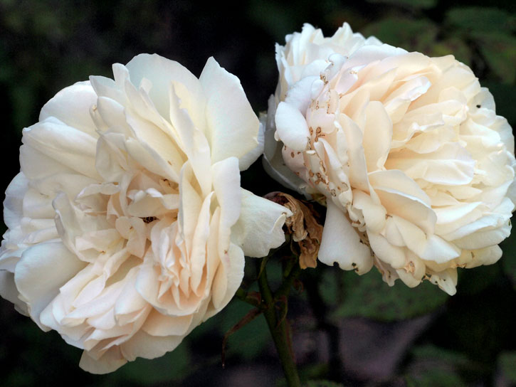 Gruss-an-Aachen roses