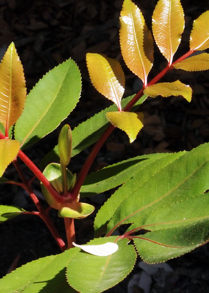 Cunonia capensis, Butterknife Bush