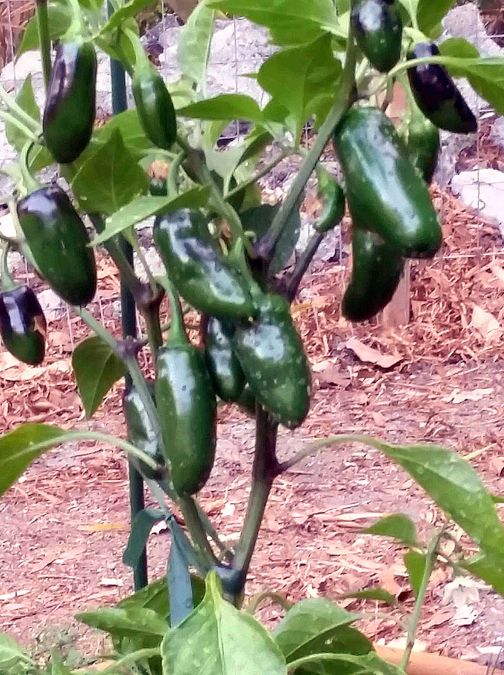 Jalapenos peppers at Tom's Garden.