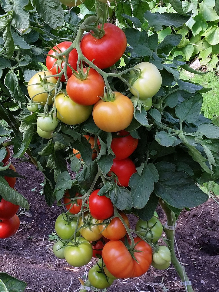 Greenhouse tomatoes.