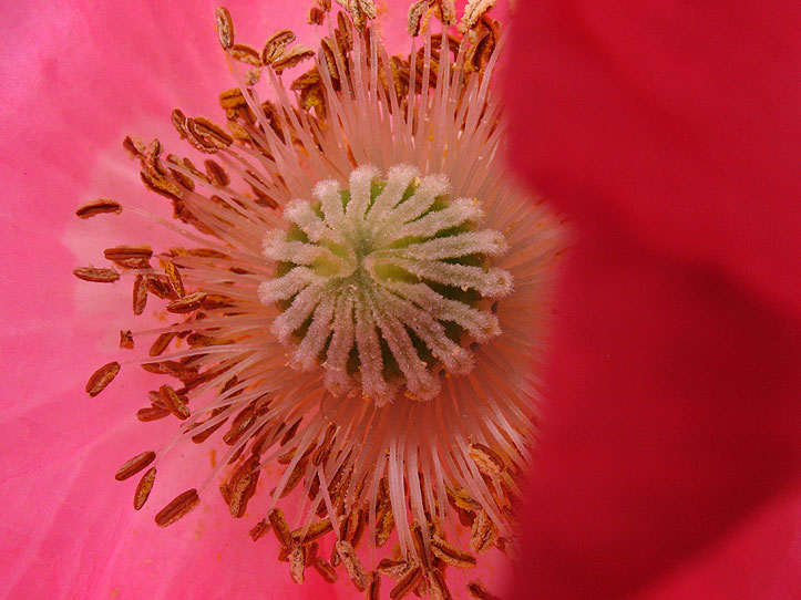 Reproductive system of poppy flower.
