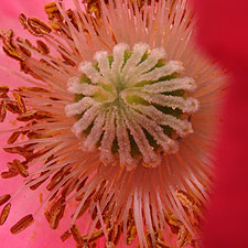 poppy flower reproductive organs close-up