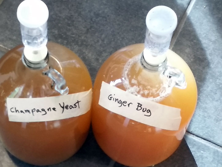 Carboys of ginger brew started with champagne yeast and with ginger bug.