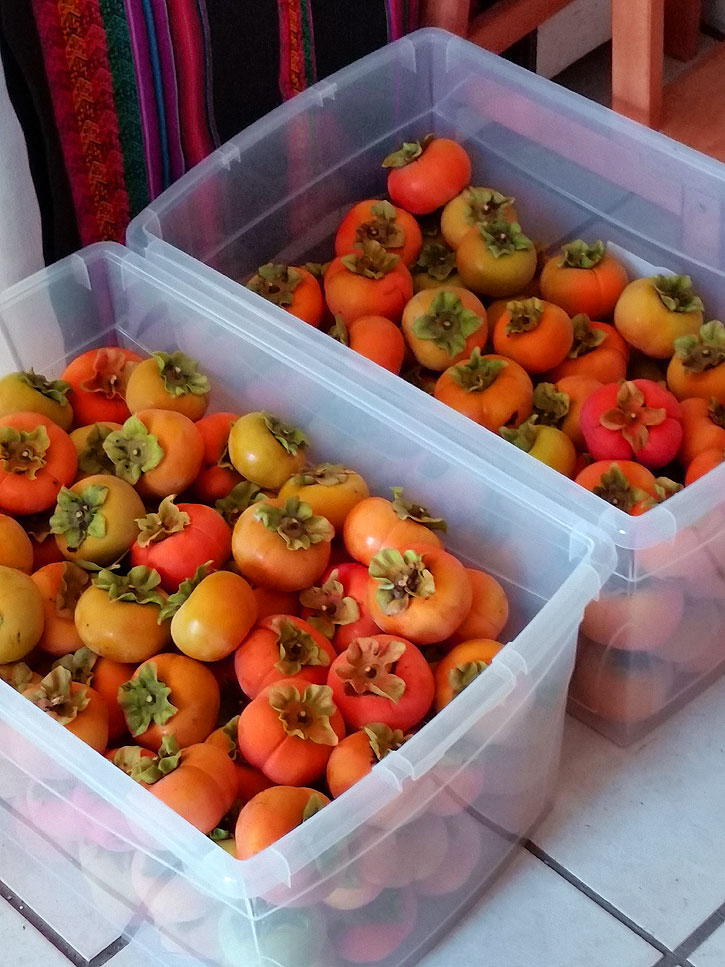 Harvested persimmons.