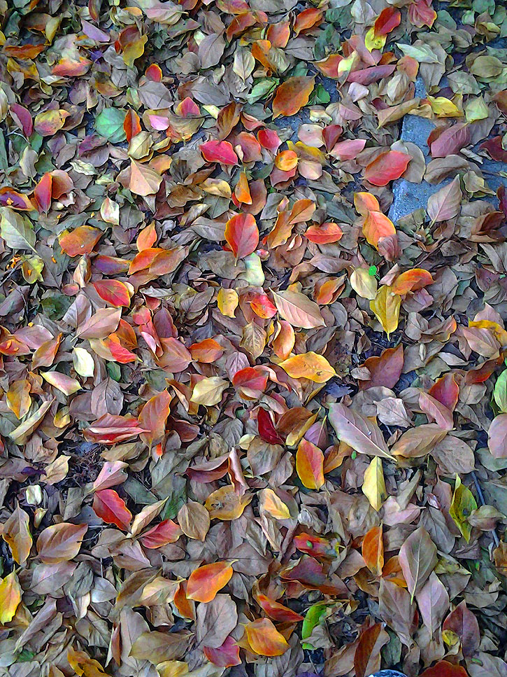 Fallen persimmon leaves.