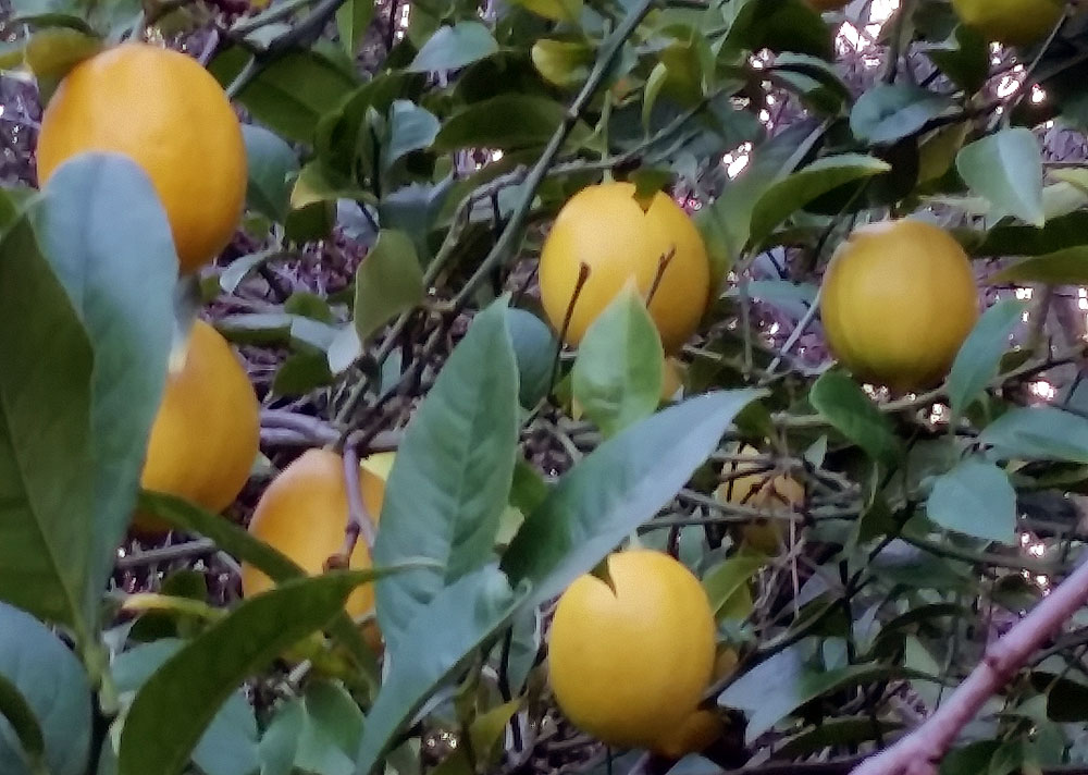 Lemons, February 2017. This tree provides all the lemons we need, year round.