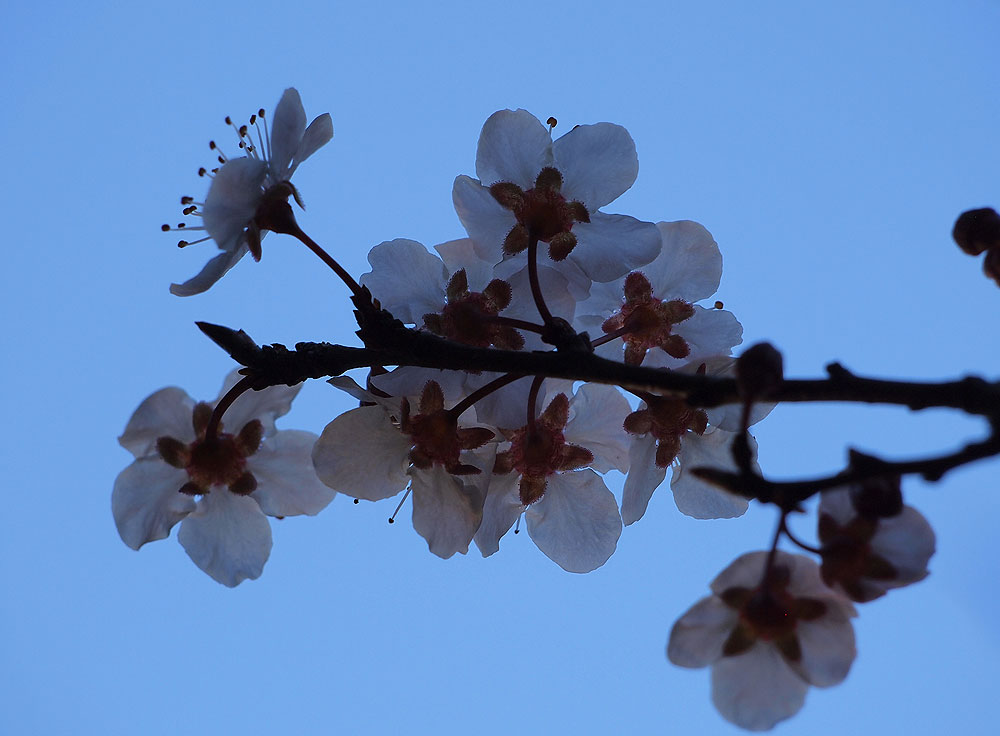 Ornamental plub blossoms.