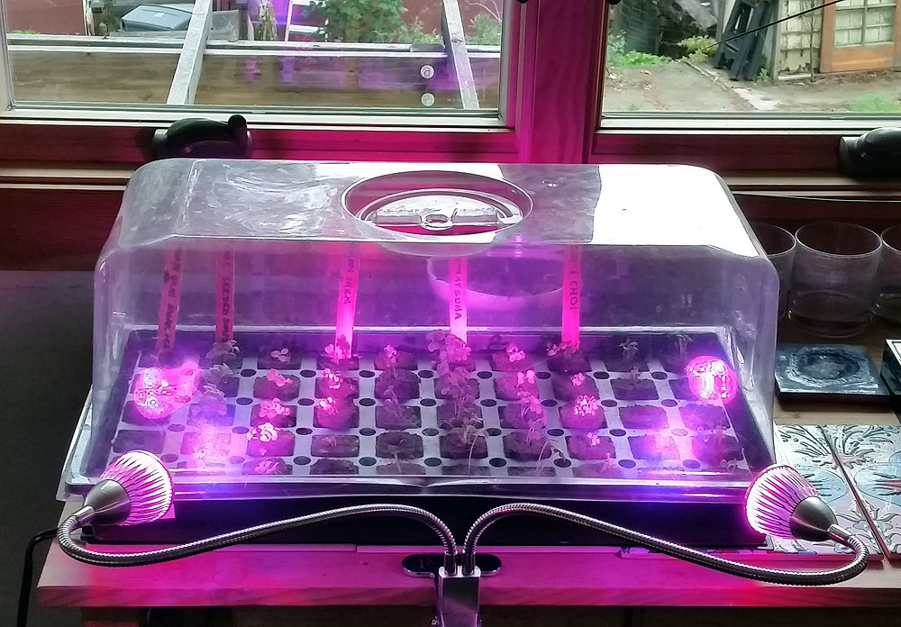 Propagating seeds with heat lamp, rapid rooter plus, and LED grow lights.