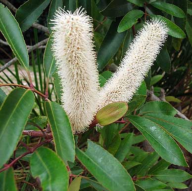 Cunonia capensis flowers, Cape Town, South Africa. Photo by Abu Shawka, via Wikimedia Commons.