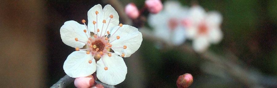 Crabapple blossoms.