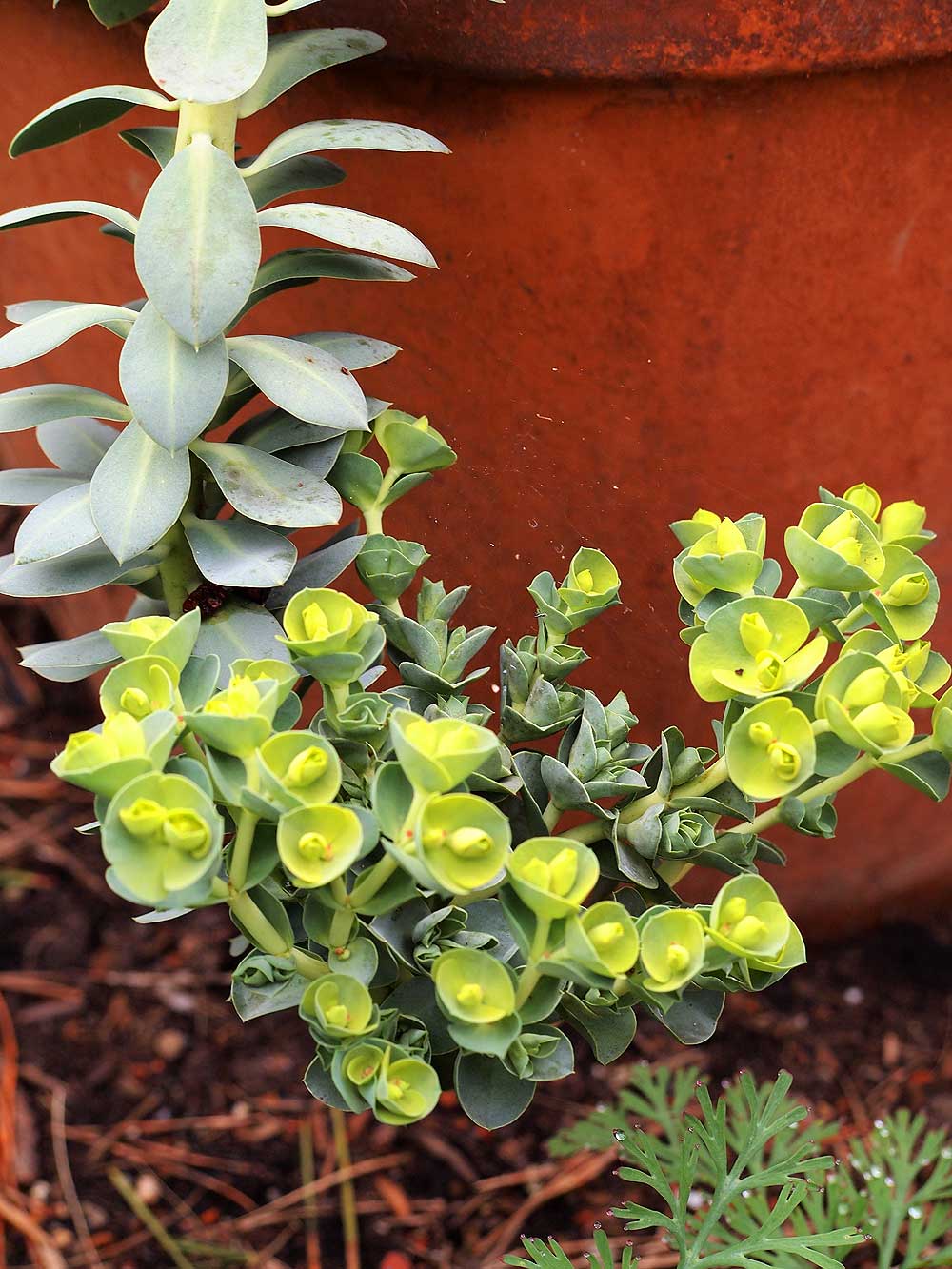 Euphorbia mysrinites, Donkeytail Spurge.