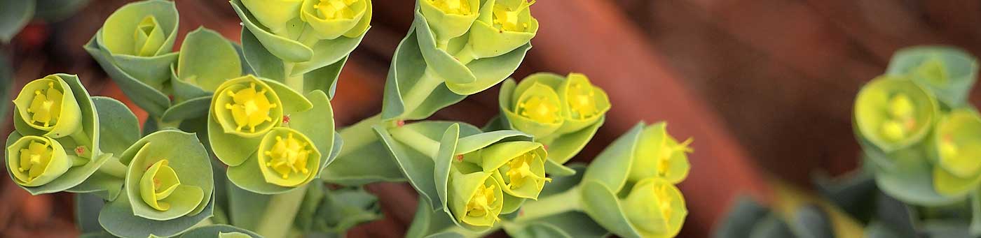 Euphorbia myrsinites.