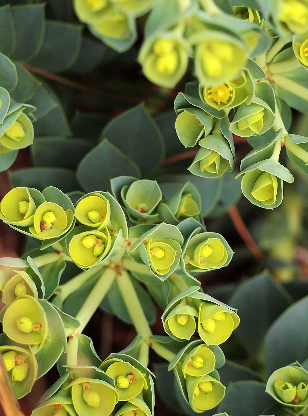 Euphorbia mysrinites, Donkeytail Spurge.