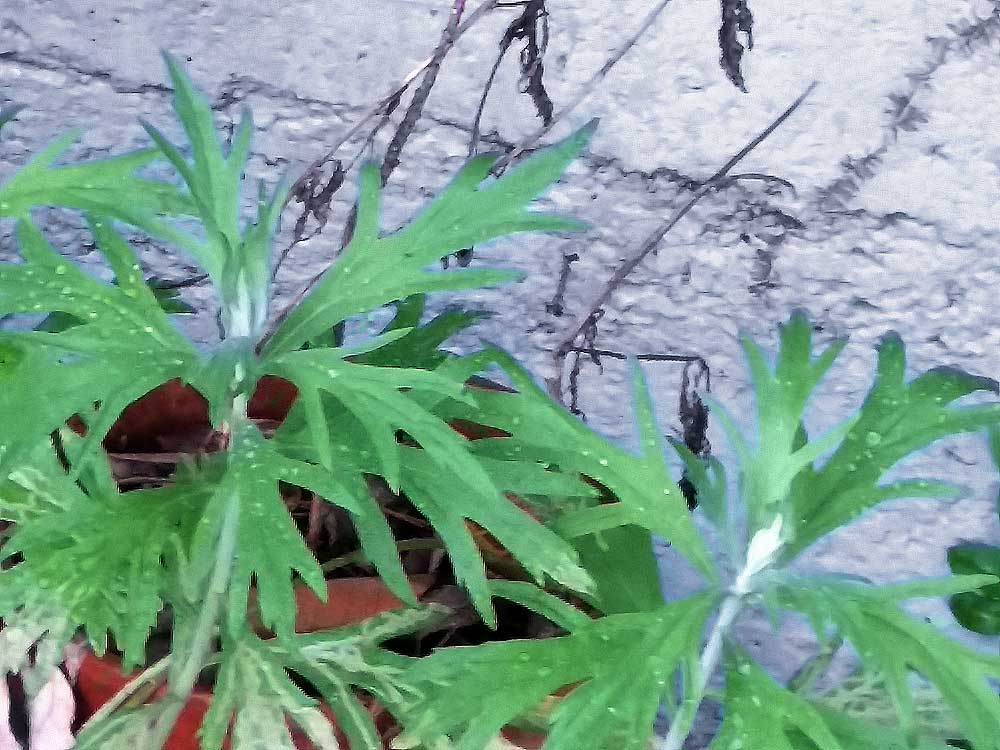 Artemisia douglasiana, Mugwort.