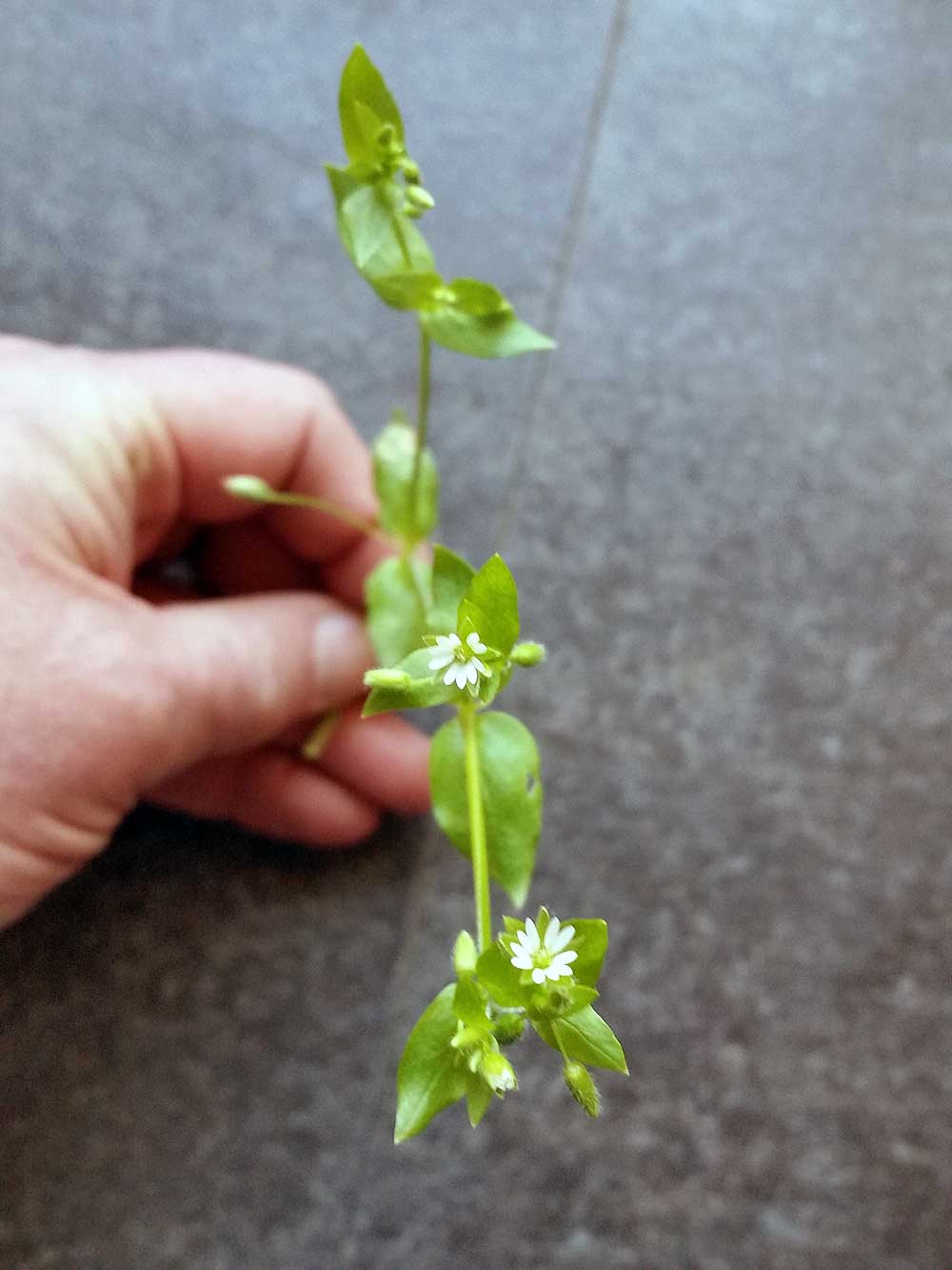 unknown weed