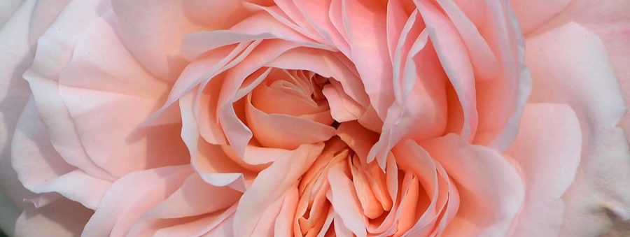 Detail of Grüss an Aachen Rose flower.