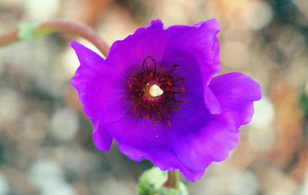Calandrinia spectabilis flower.