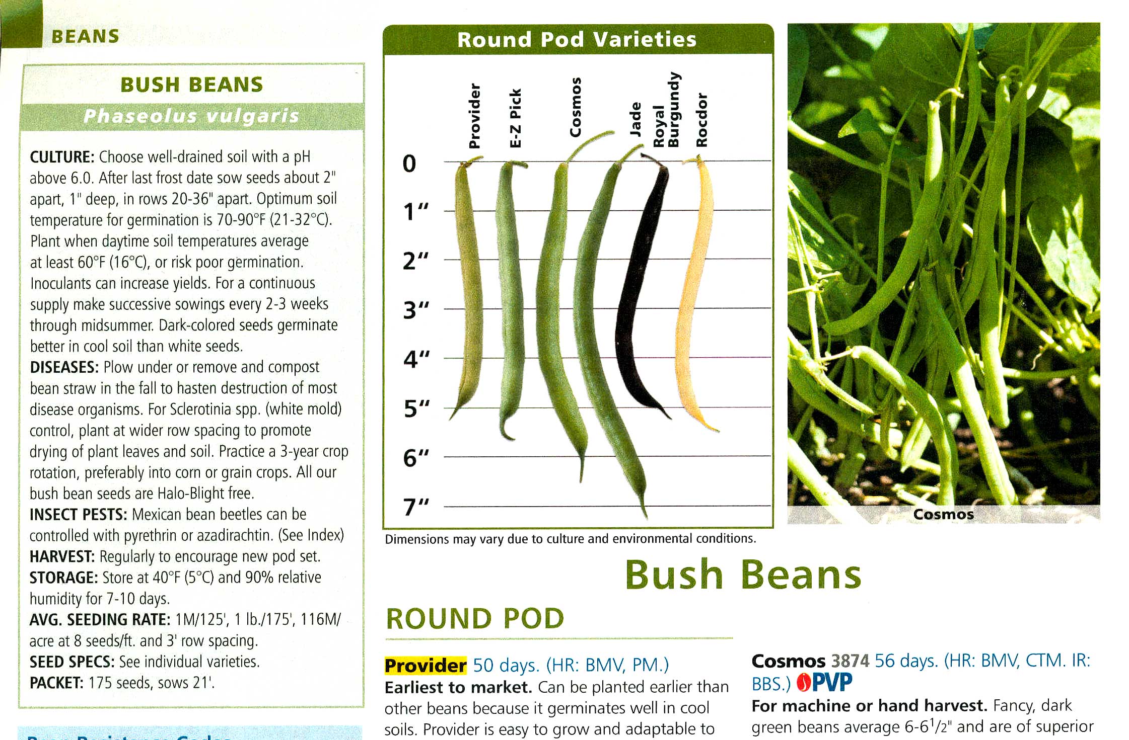 Johnnys Selected Seeds, excerpt from section on bush beans.