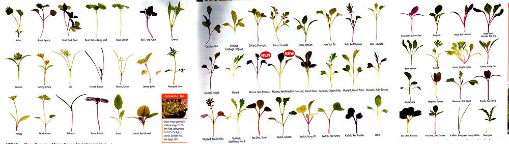 Johnny's Selected Seeds, microgreens comparison.