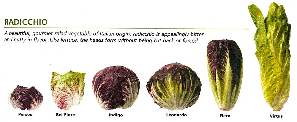 Johnny's Selected Seeds, radicchio varieties comparison.