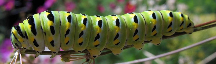Swallowtail caterpillar detail.