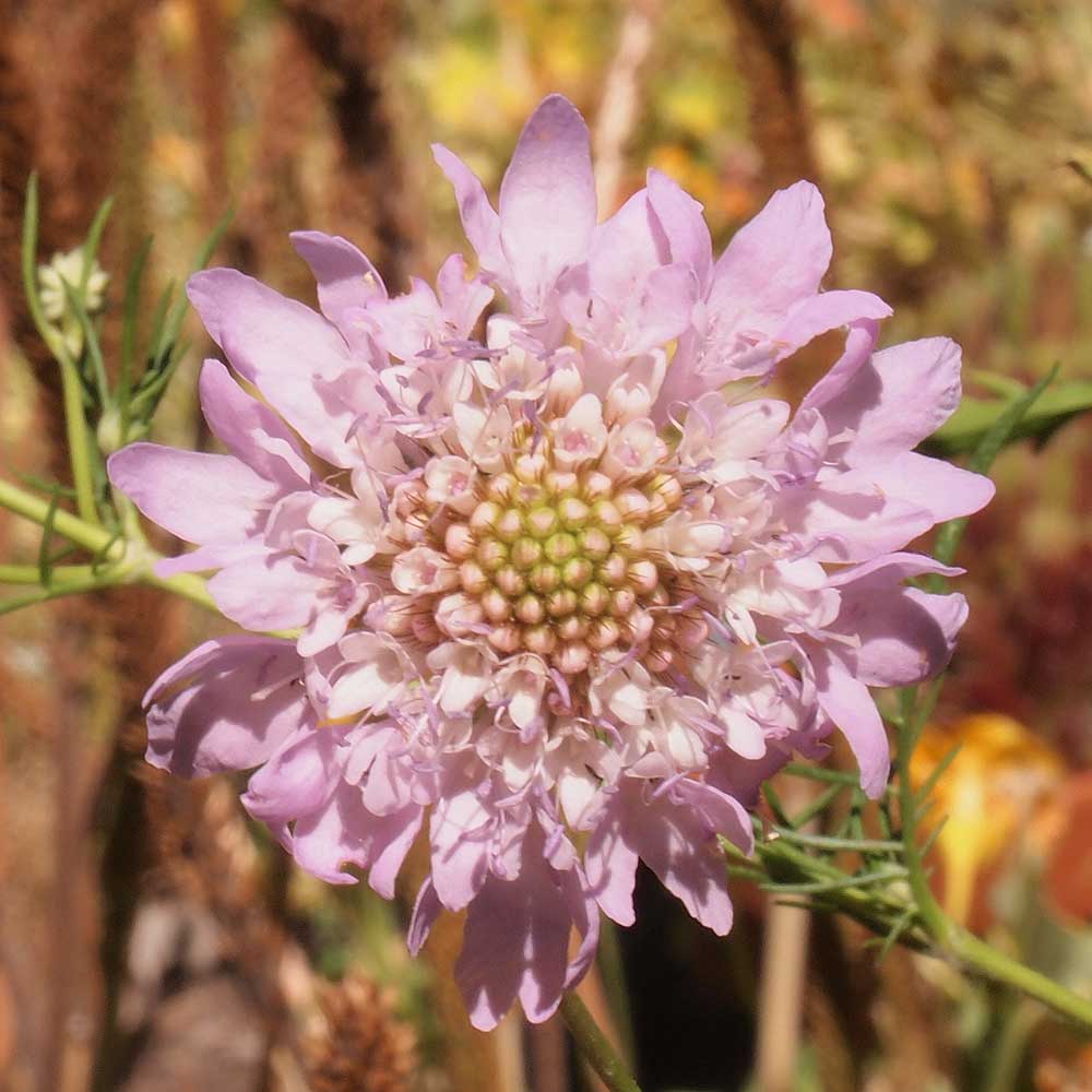 Scabiosa anthemifolia flower.