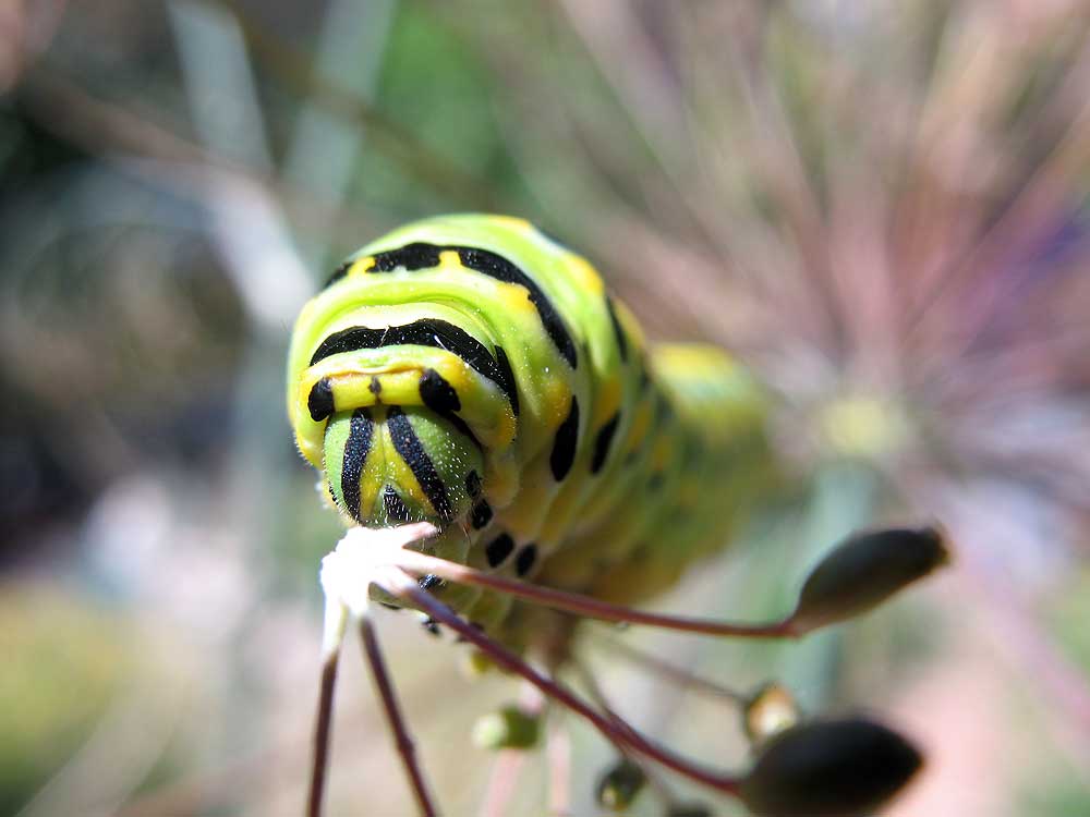 Swallowtail caterpillar.