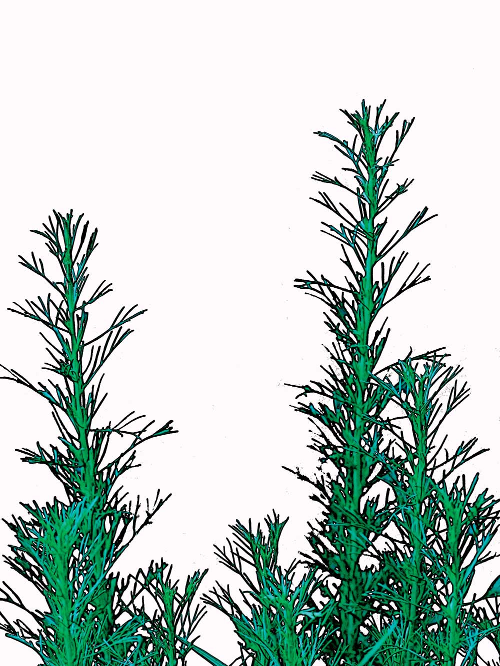 Artemisia californica, California Sagebrush