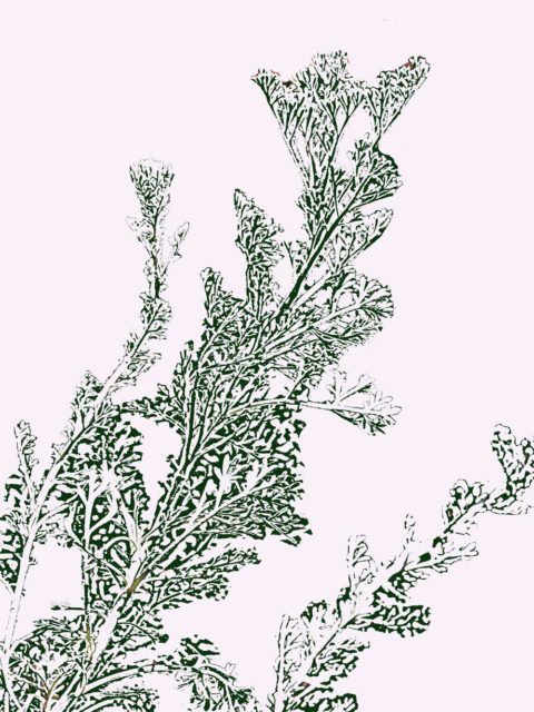 Artemisia pycnocephala (Sandhill Sage