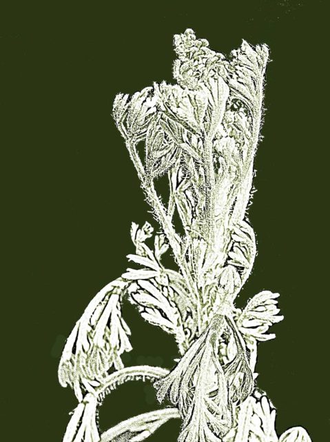 Artemisia pycnocephala, Sandhill Sage