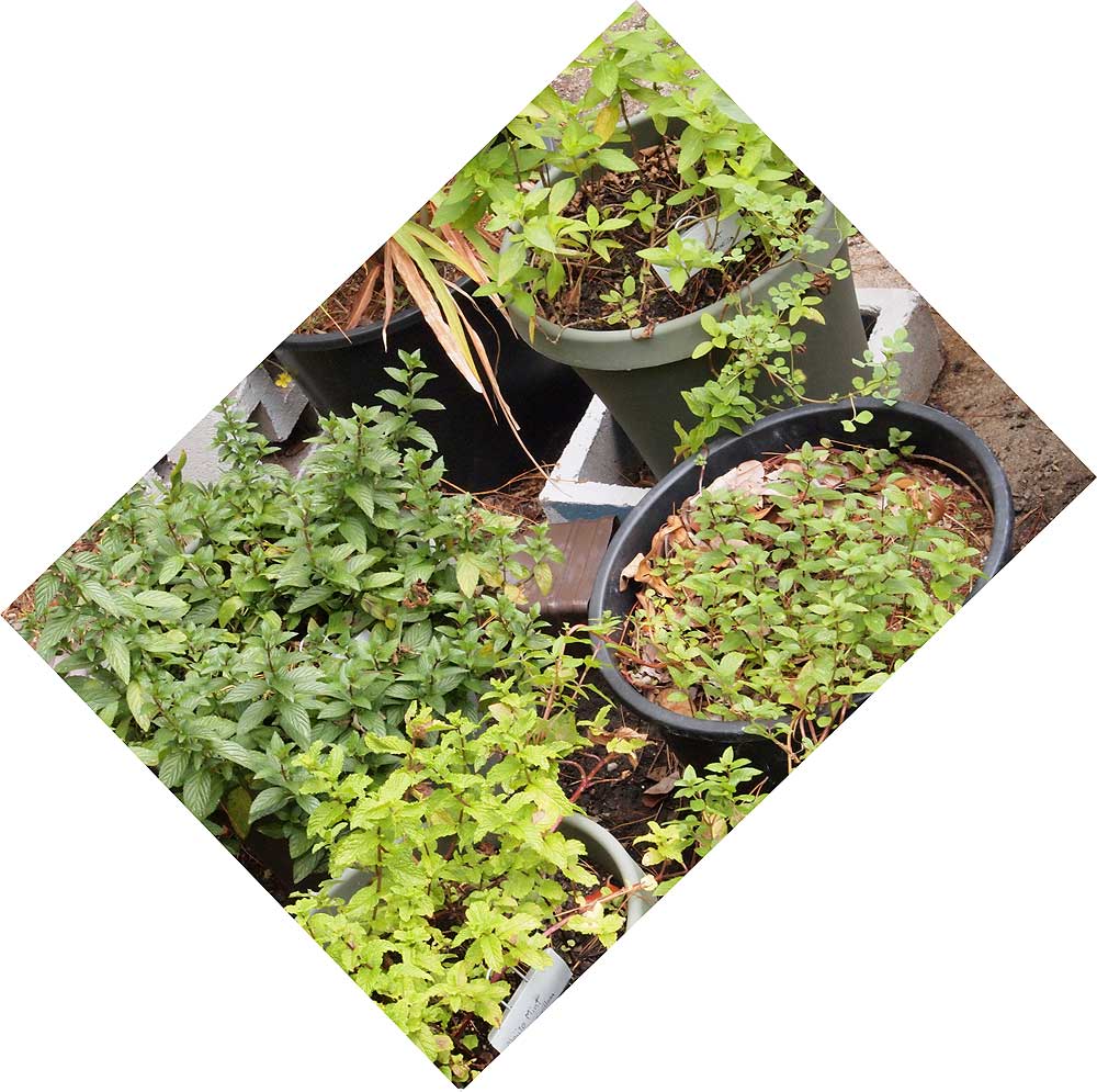 Clockwise from top, Vietnamese mint, Spearmint, Mohito mint, Peppermint.