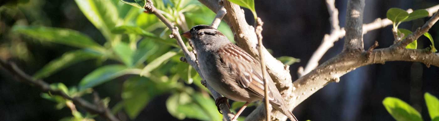 White-Crowned Sparrow.