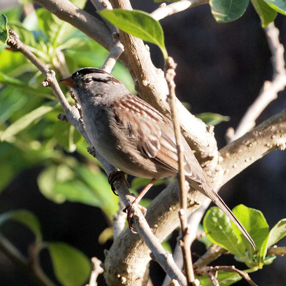 White-Crowned Sparrow.