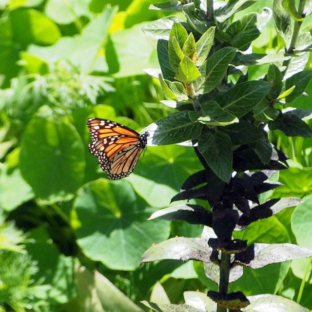 Monarch butterfly on native asclepias (milkweed) plant .