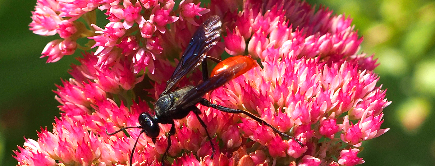 wasp on sedum flower